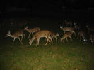 image0036