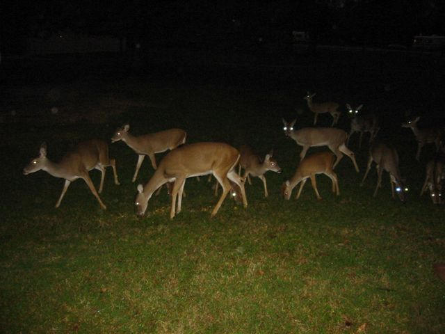 image0036