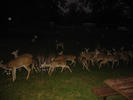 image0037