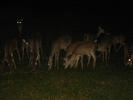 image0038