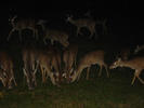 image0040