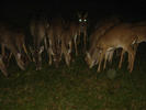 image0041